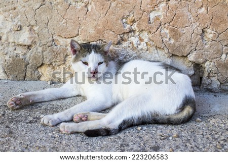 Modica, IT, September 6, 2014: white cat sleeping