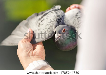 Similar – Image, Stock Photo dovecote Dovecote pigeons