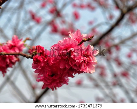Pink cherry blossom close-up 櫻花綻放 商業照片 © 