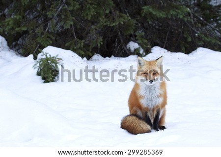 Red fox with tail wrapped around