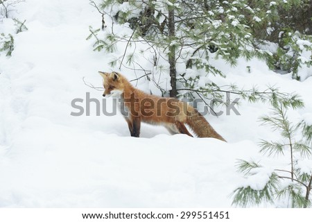 Red fox alert and standing