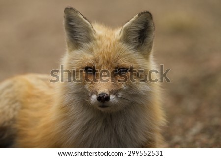 Alert red fox