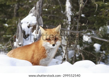 Red fox in a snow bank