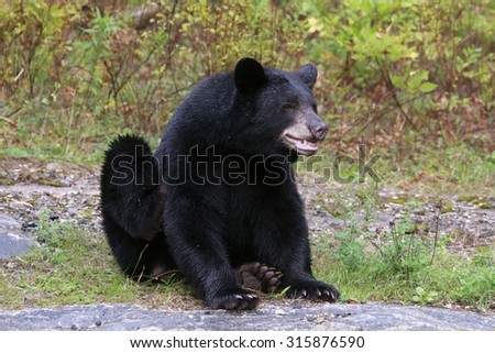 Itchy black bear