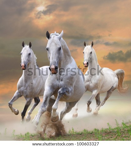 white stallions in dust in a sunset