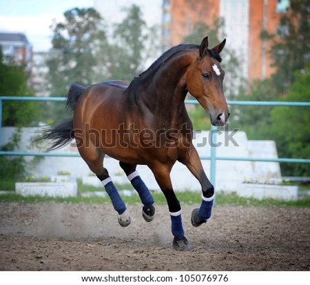 horse in paddock
