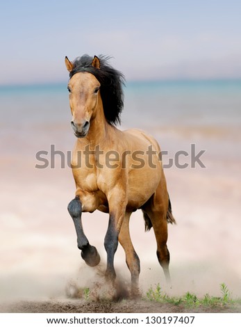 wild horse on seaside running