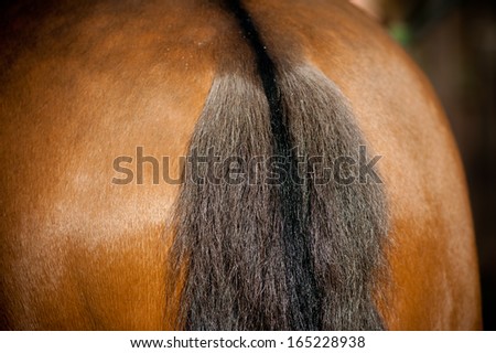 horse tail closeup