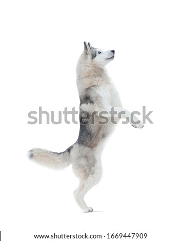 Similar – Image, Stock Photo Husky sledding over a frozen lake at sunset