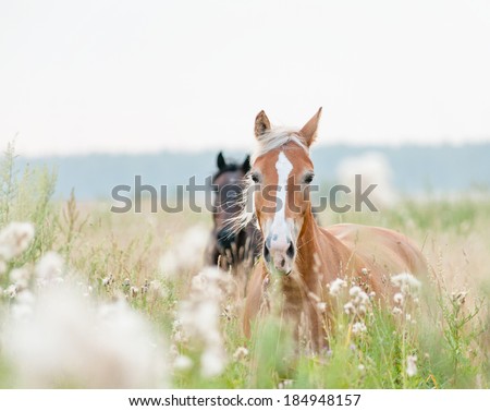 horses in field
