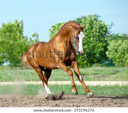 chestnut don stallion playing