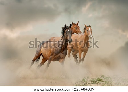 horses herd in dust