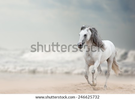 white andalusian stallion