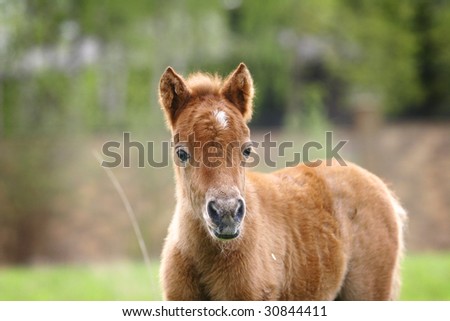 little pony filly in summer