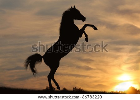 Horse In Sunset Stock Photo 66783220 : Shutterstock