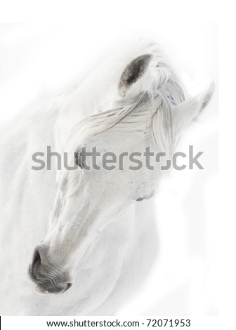 arabian white horse
