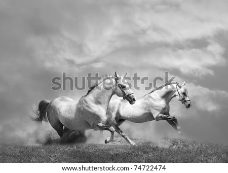 white horses in dust