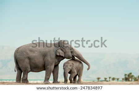 elephant mother and baby on a nature with mountains on background