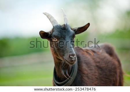 black goat portrait