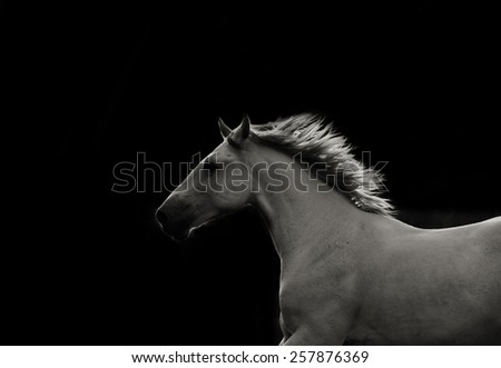 White stallion in dark running fast