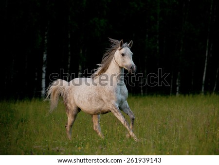 arabian horse in forest