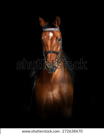 Sport dressage horse over a black background in front view