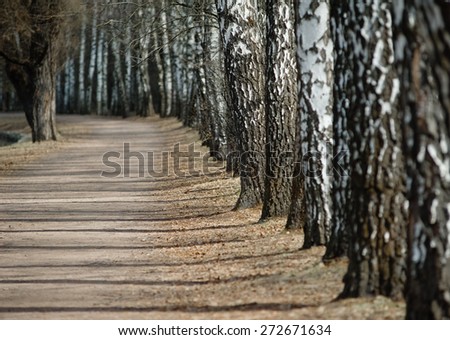 Row of birch trees in the park, perspective view