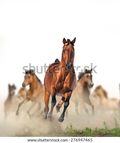 Concept: herd of wild beautiful purebred horses running fast in the dust