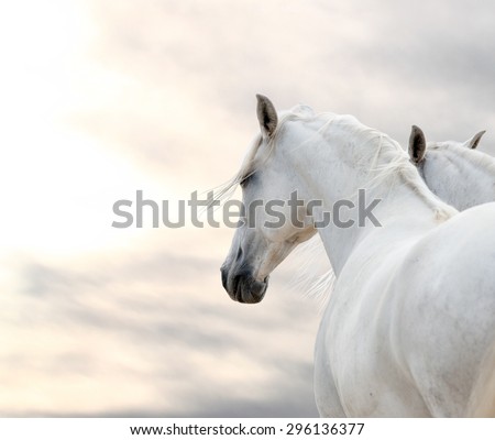 two white horses at weather day