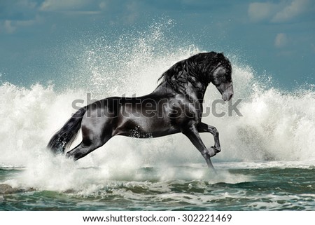 black andalusian stallion runs through the sea wave foam