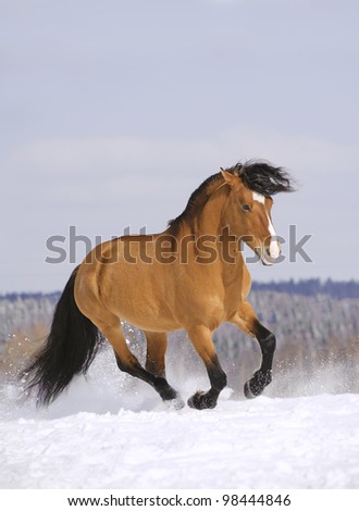 stallion running in snow