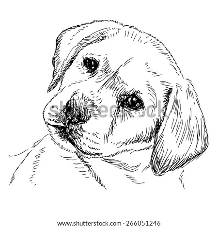 Image Of Labrador Retriever Puppy Hand Drawn Vector - 266051246 ...