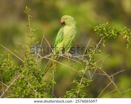 Similar – Image, Stock Photo Thorny tree in full bloom in early spring and easter backlighting