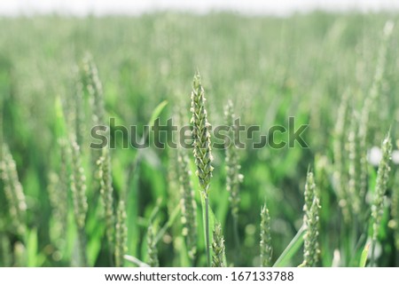 Hazy Wheat Field on a hot sunny day