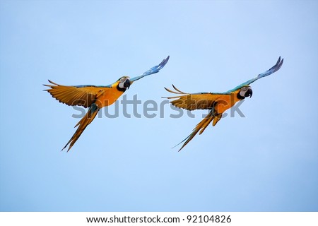 Two Macaw Parrots Flying