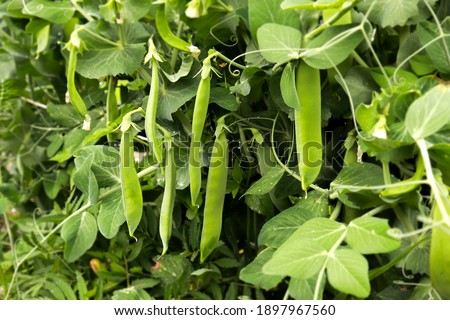 Green peas grow in the garden. Beautiful close up of green fresh peas and pea pods. Healthy food. Selective focus on fresh bright green pea pods on a pea plants in a garden. Growing peas outdoors and  Foto stock © 