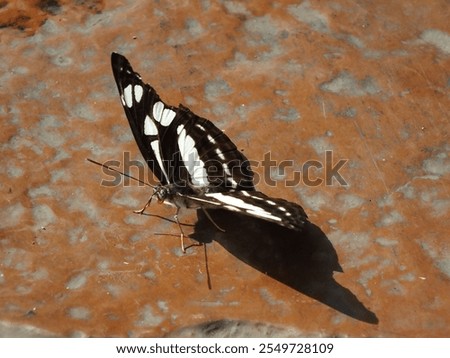 Similar – Image, Stock Photo take a break! Butterfly in rest position