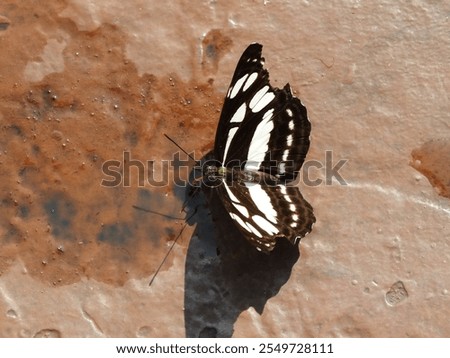 Similar – Image, Stock Photo take a break! Butterfly in rest position