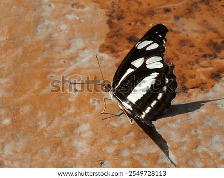 Similar – Image, Stock Photo take a break! Butterfly in rest position