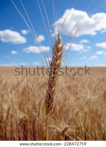 Ear of wheat in the field, Ukrainian field, wheat field under the blue sky