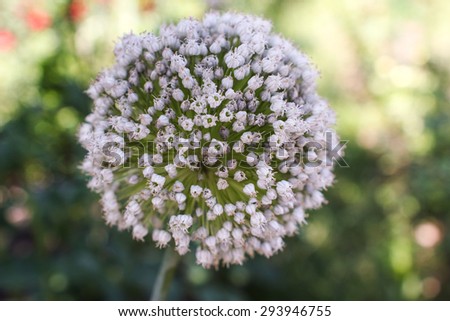Flower onions. Blooming onions in the garden