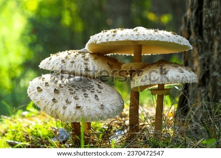 Similar – Image, Stock Photo Edible mushroom Macrolepiota procera