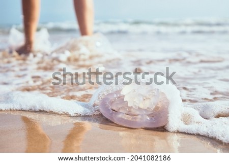 Jellyfish on the shore of the beach. Jellyfish sting Imagine de stoc © 