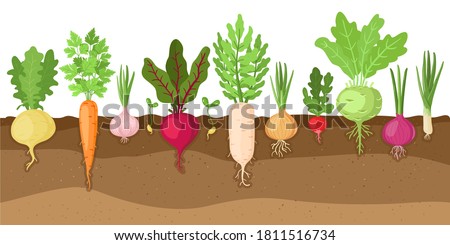 Planted vegetables. Cartoon root growing vegetables, veggies fibrous root system, soil vegetable root structure vector illustration set. Fresh organic healthy food growing, farming