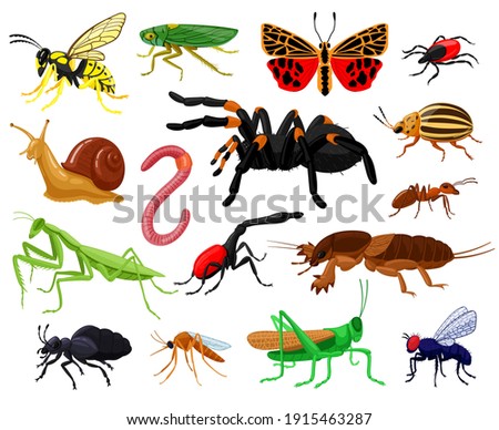 Cartoon insects. Wood and garden cute insects, butterfly, caterpillar, spider, ladybug and wasp. Bugs insects mascots vector illustration set. Mosquito and butterfly, worm and dragonfly