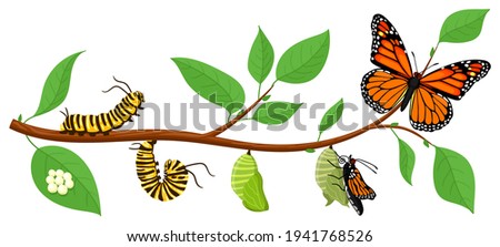 Butterfly life cycle. Cartoon caterpillar insects metamorphosis, eggs, larva, pupa, imago stages vector illustration. Insects wildlife transformation Stock foto © 