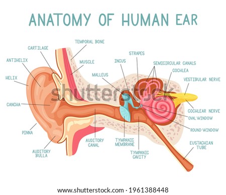 Cartoon ear anatomy. Human sound sensory organ medicine infographic, ears internal structure vector illustration. Ear infographic anatomy. Ear health organ medical, sensory biology