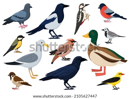 Similar – Image, Stock Photo Crows and magpie on the top sitting on big oak`s branches. Birds sit on a leafless branch against the evening blue sky with the moon. Silhouette of dry tree branches with birds and the moon. Winter season, night landscape, wallpaper, copy space