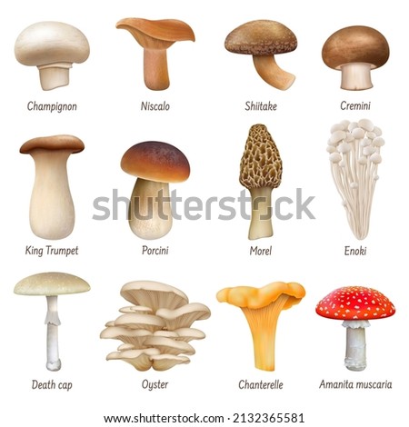 Similar – Image, Stock Photo Edible mushrooms