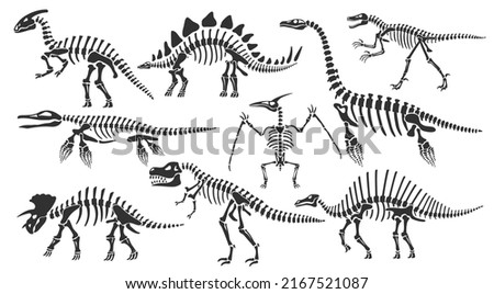 Dinosaur skeletons. Dino bones, stegosaurus fossil and tyrannosaurus skeleton. Remains of ancient animals vector illustration set of skeleton dino and dinosaur triceratops fossil